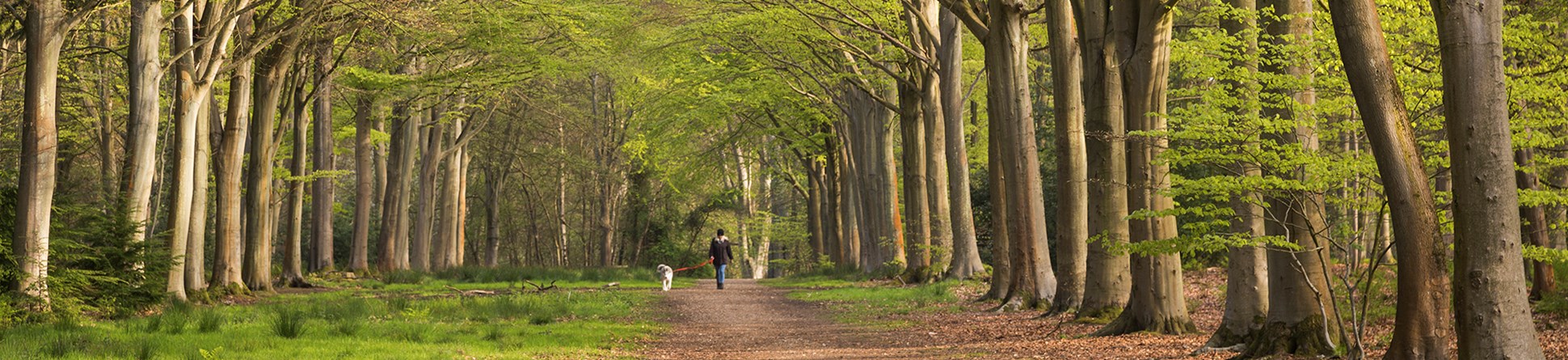 Person with a dog walking along an avenue lined with trees