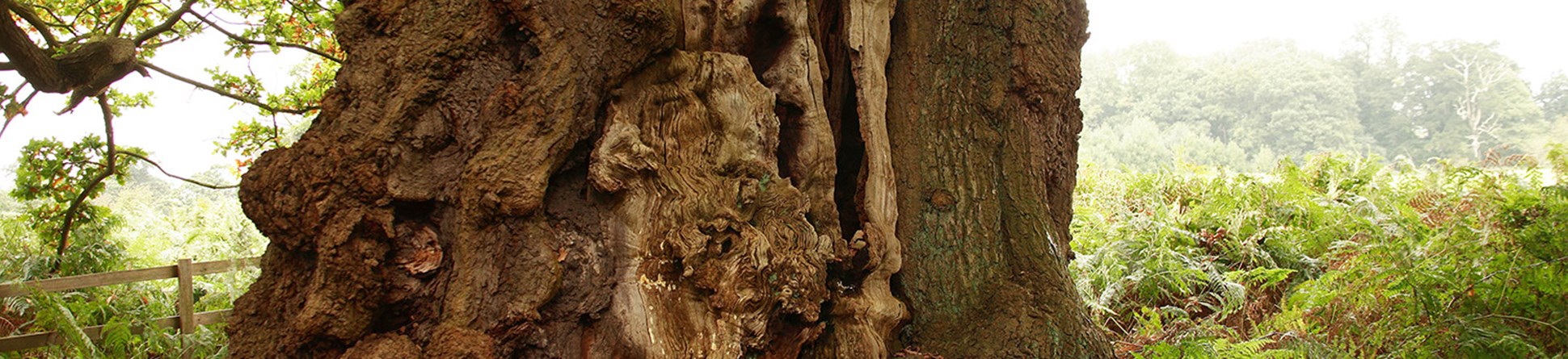 Large gnarled tree trunk.